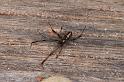 Latrodectus_hasselti_D3638_Z_88_Hamelin pool_Australie